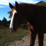 I'm Colorado. Have you seen Mr. Ed?