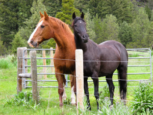 It’s officially spring…Horses Return